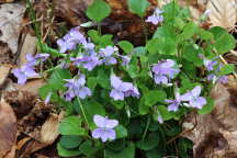 American Dog Violet