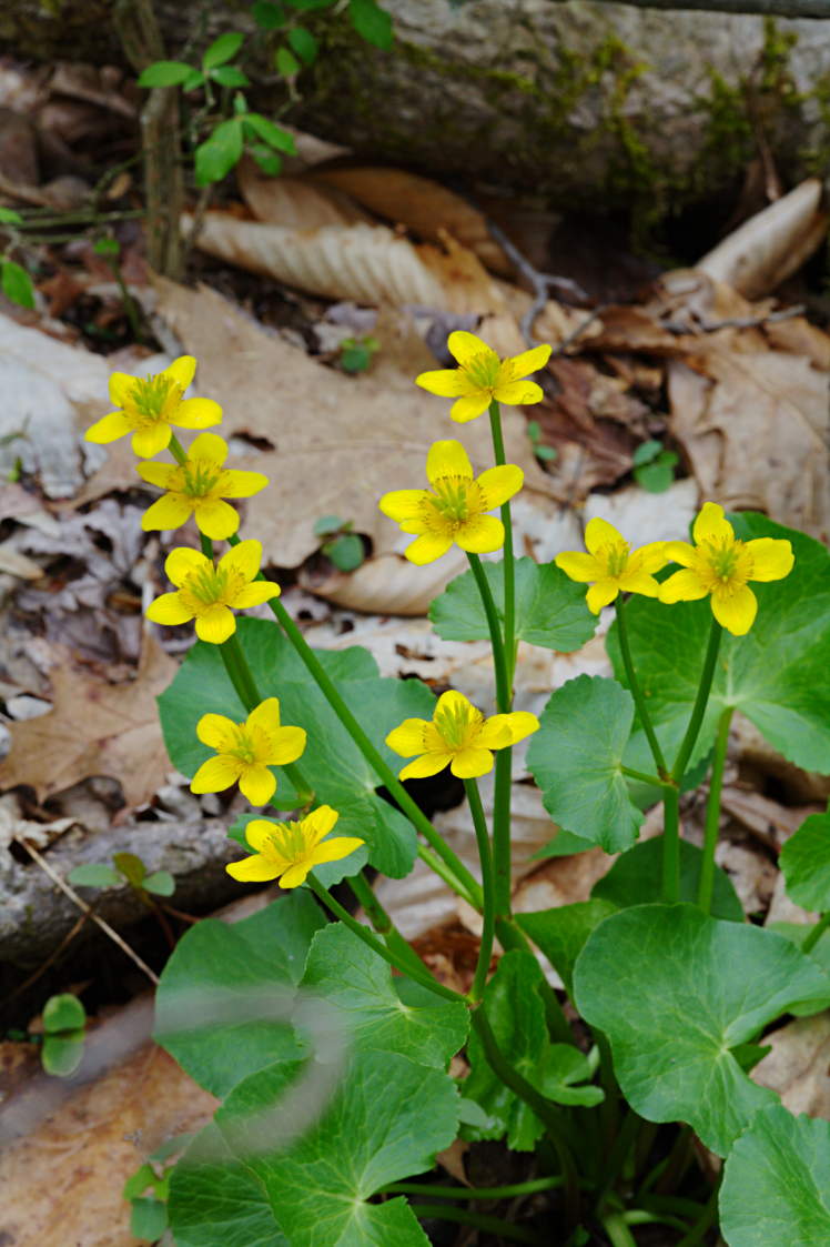 Marsh Marigold