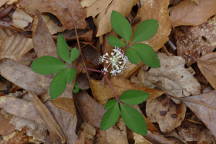 Dwarf Ginseng