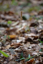 Downy Rattlesnake Plantain