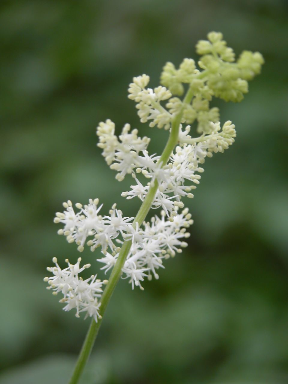 Feathery Solomon's plume