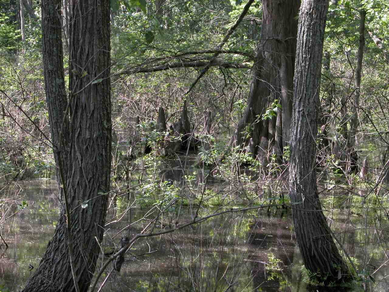 Twin Swamps