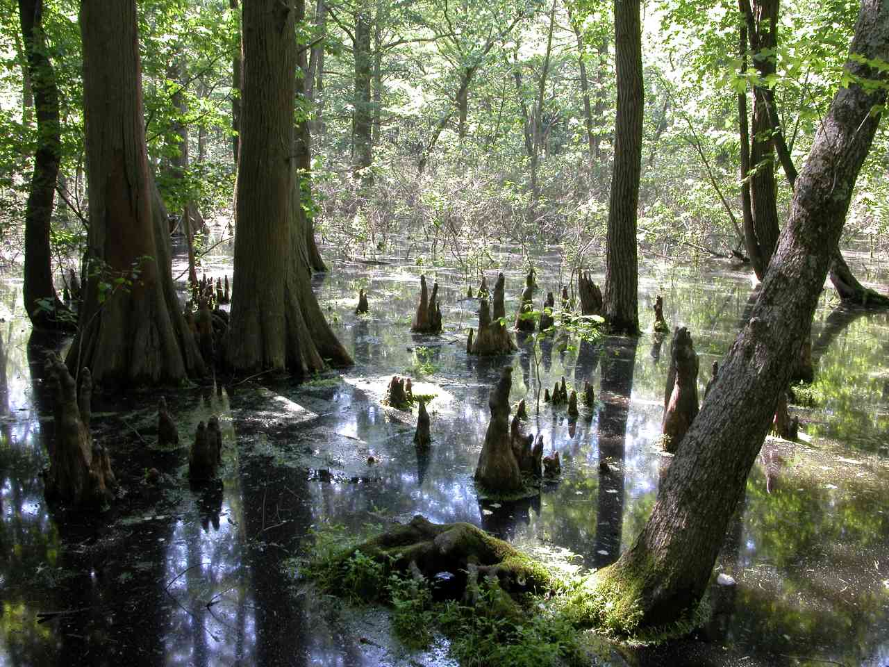 Bald cypress knees