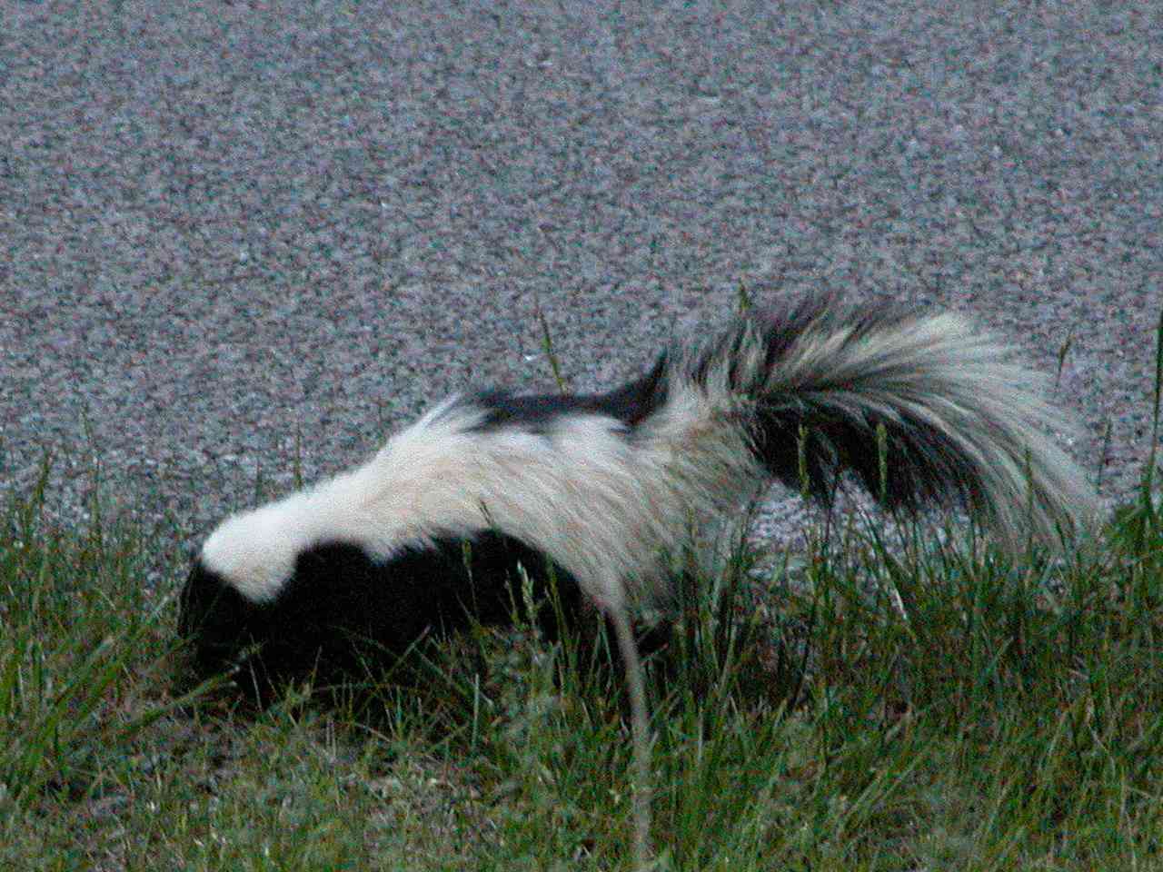 Skunk