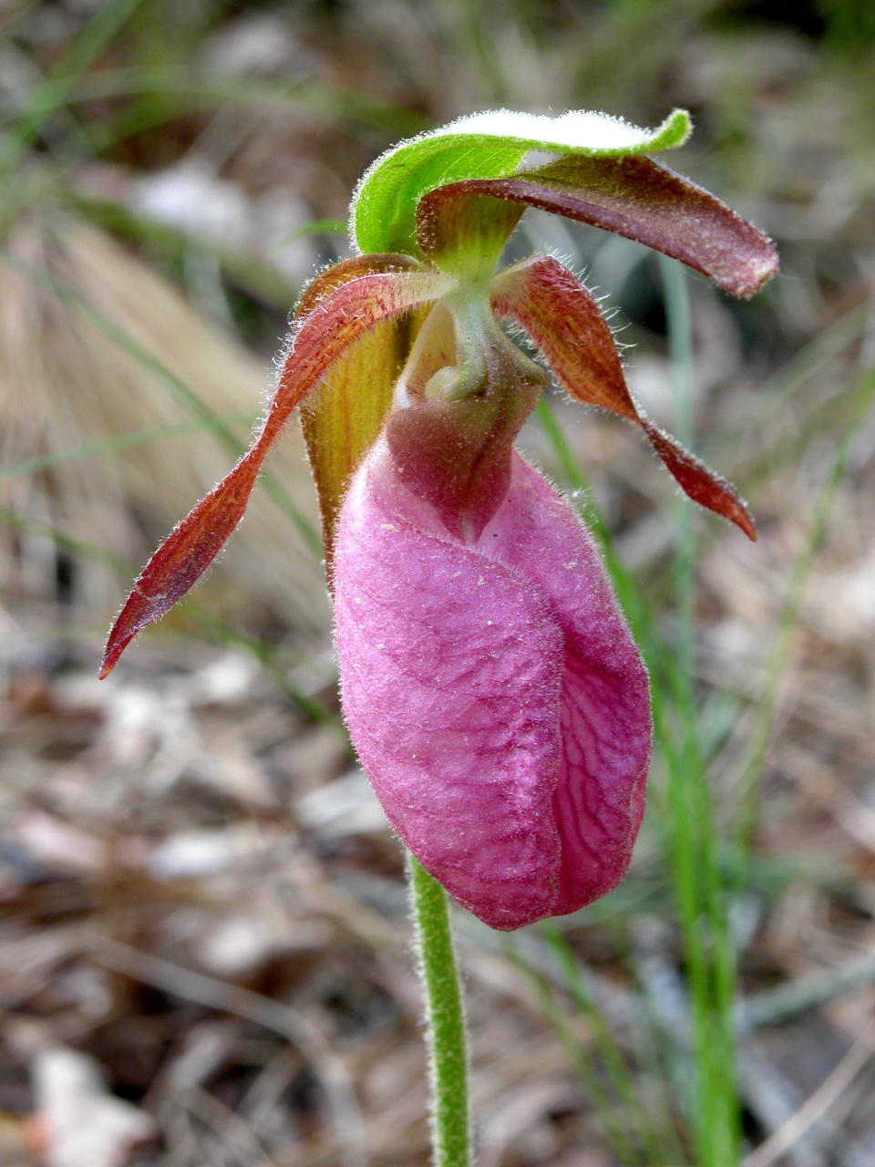 Pink Lady's Slipper