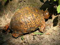 Eastern Box Turtle