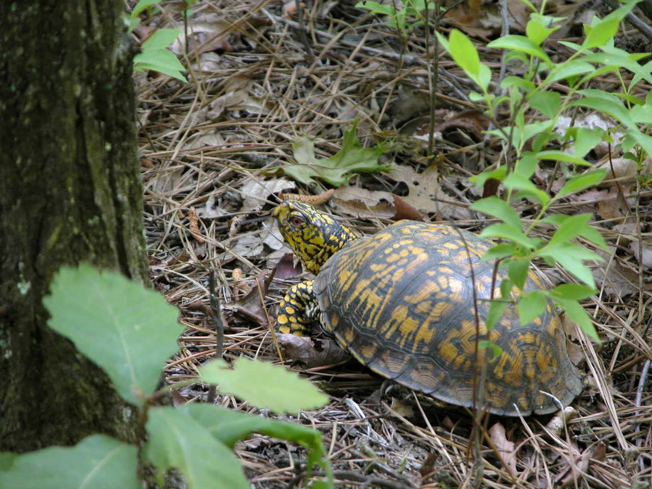 Eastern Box Turtle