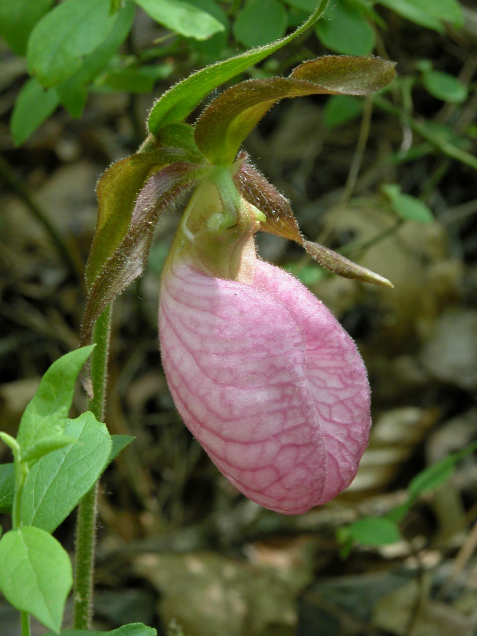 Pink Lady's Slipper