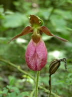 Pink Lady's Slipper