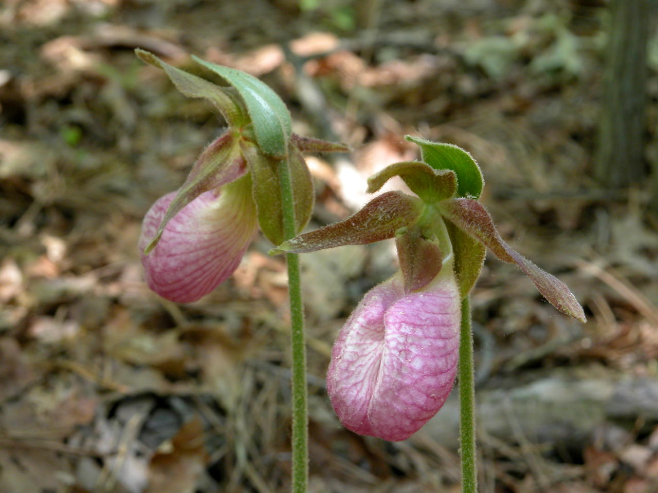 Pink Lady's Slipper