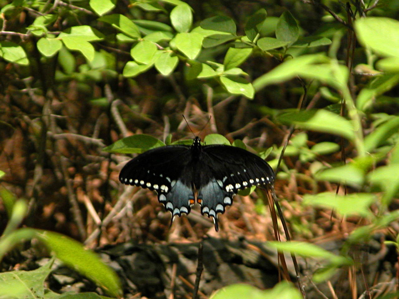 Spicebush Swallowtail