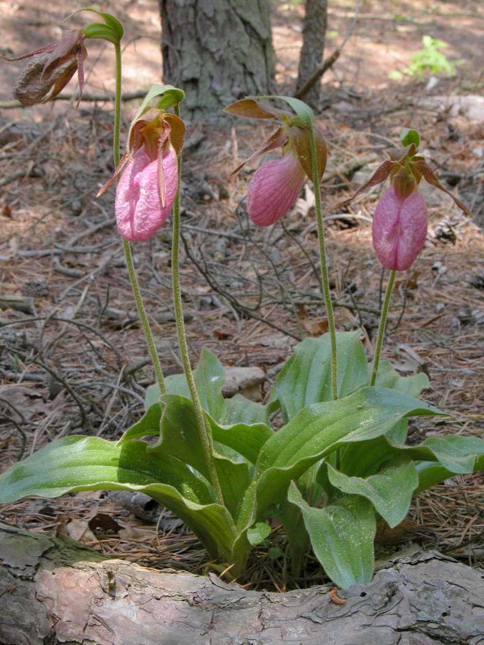 Pink Lady's Slipper