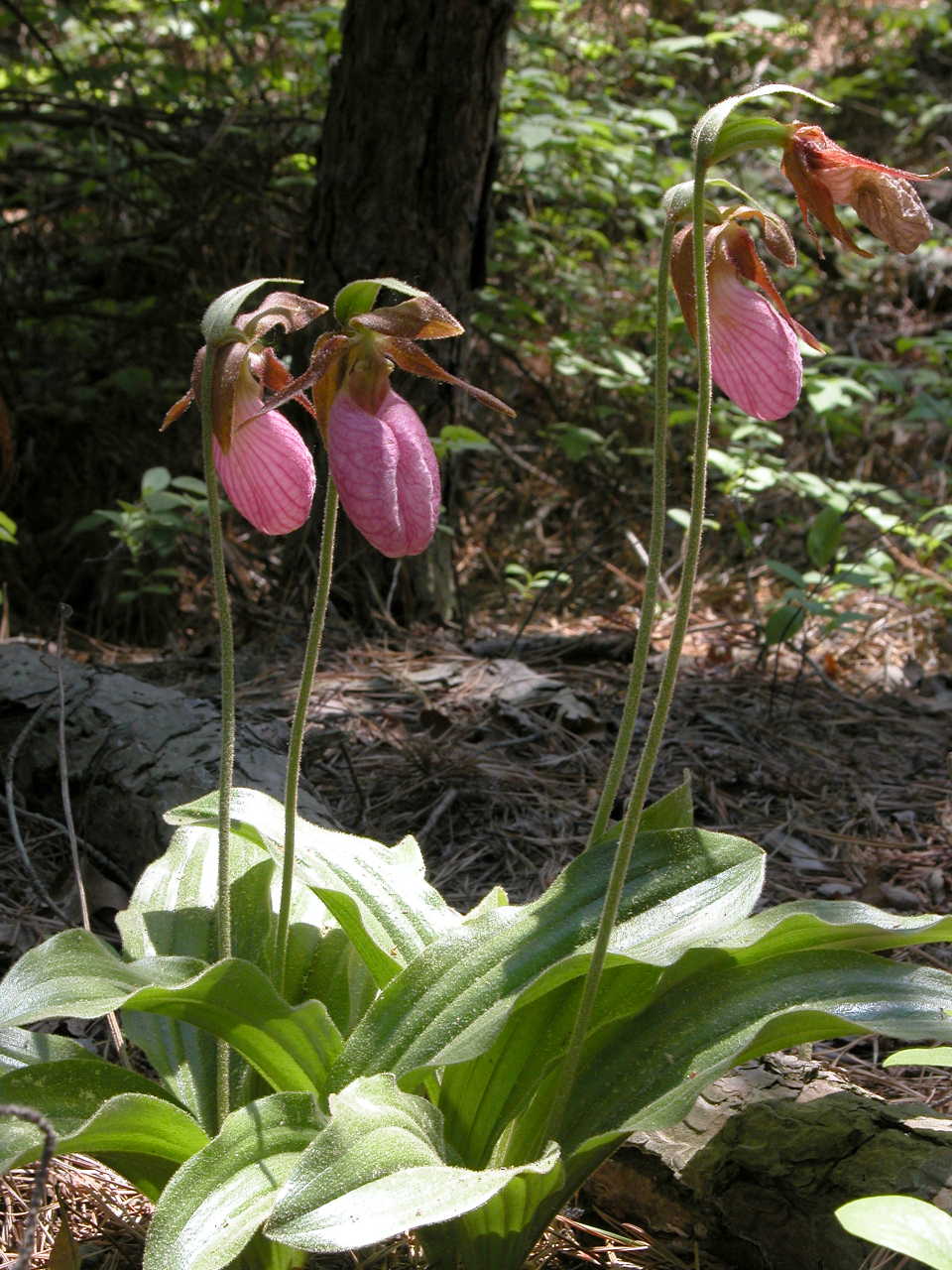 Pink Lady's Slipper