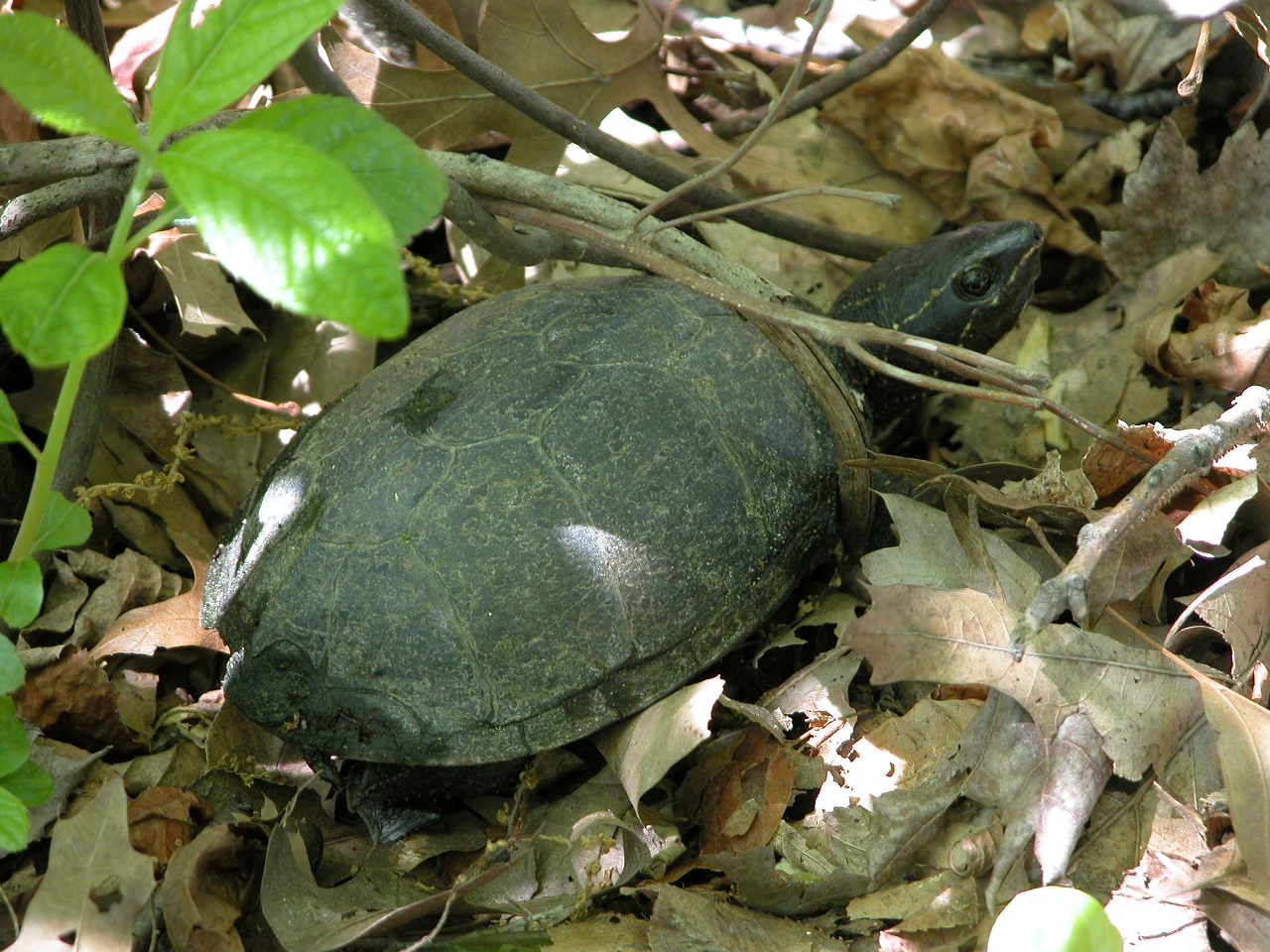 Common Musk Turtle