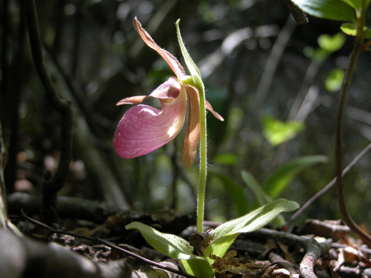 Pink Lady's Slipper