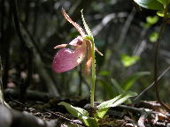 Pink Lady's Slipper