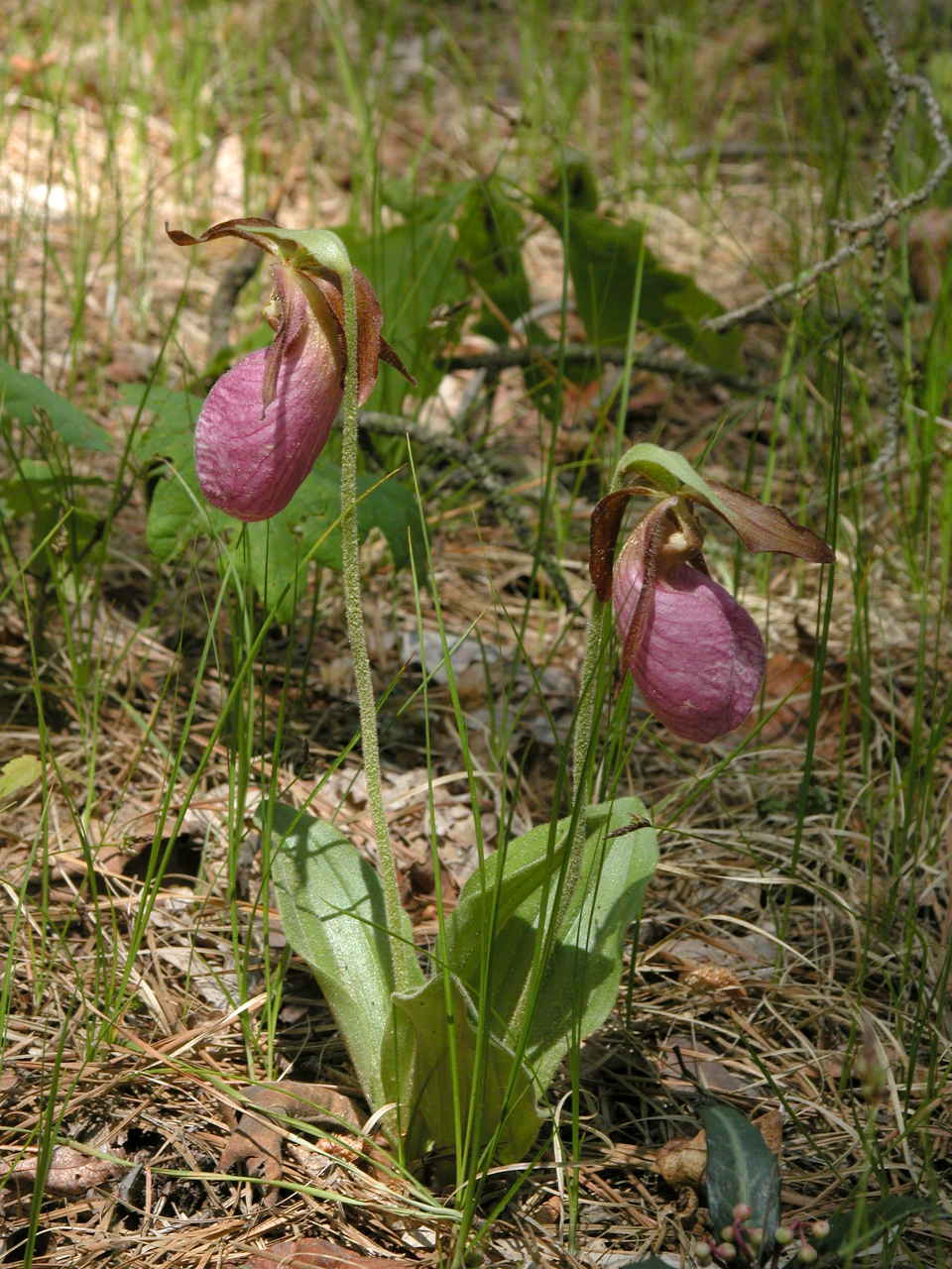 Pink Lady's Slipper