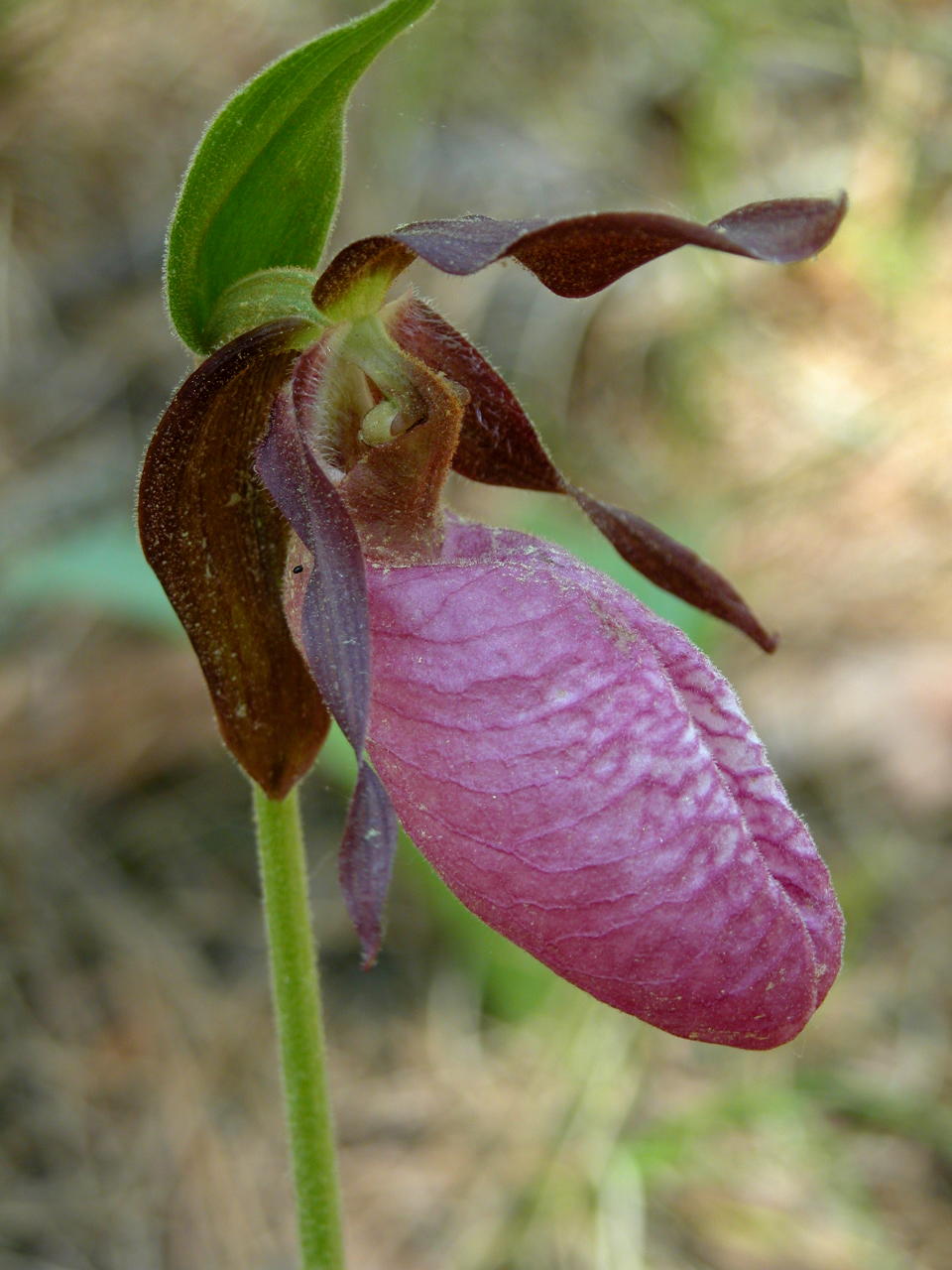 Pink Lady's Slipper