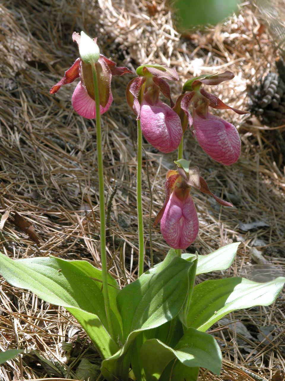 Pink Lady's Slipper