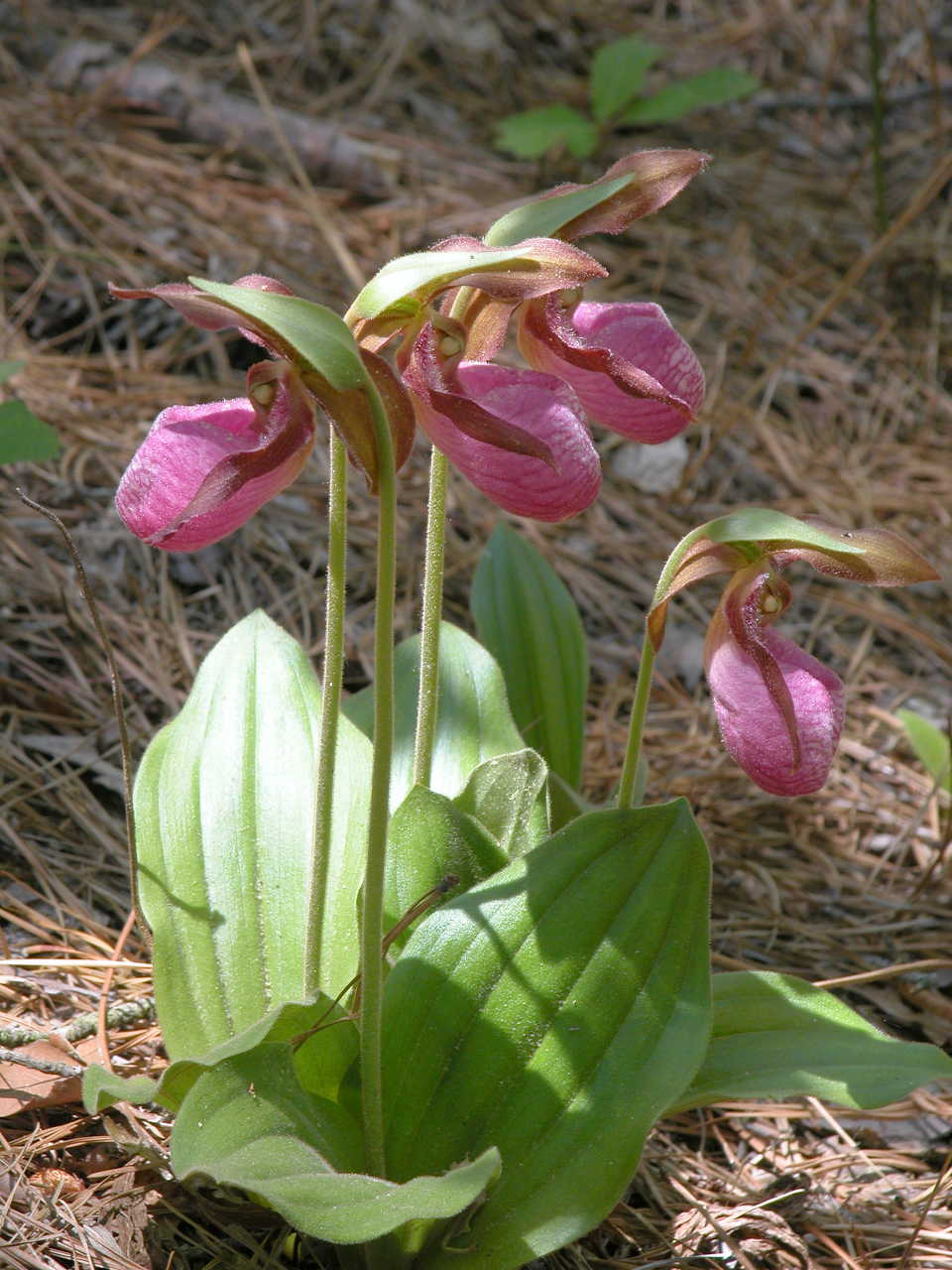 Pink Lady's Slipper