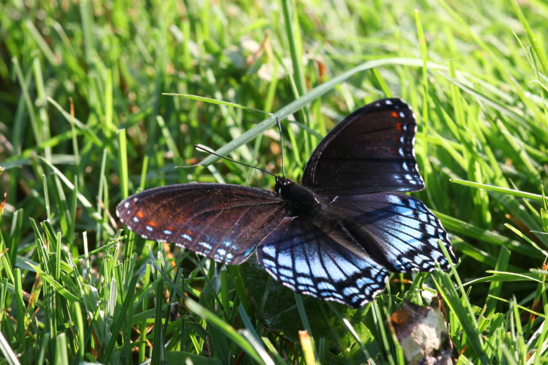 Red-Spotted Purple Butterfly