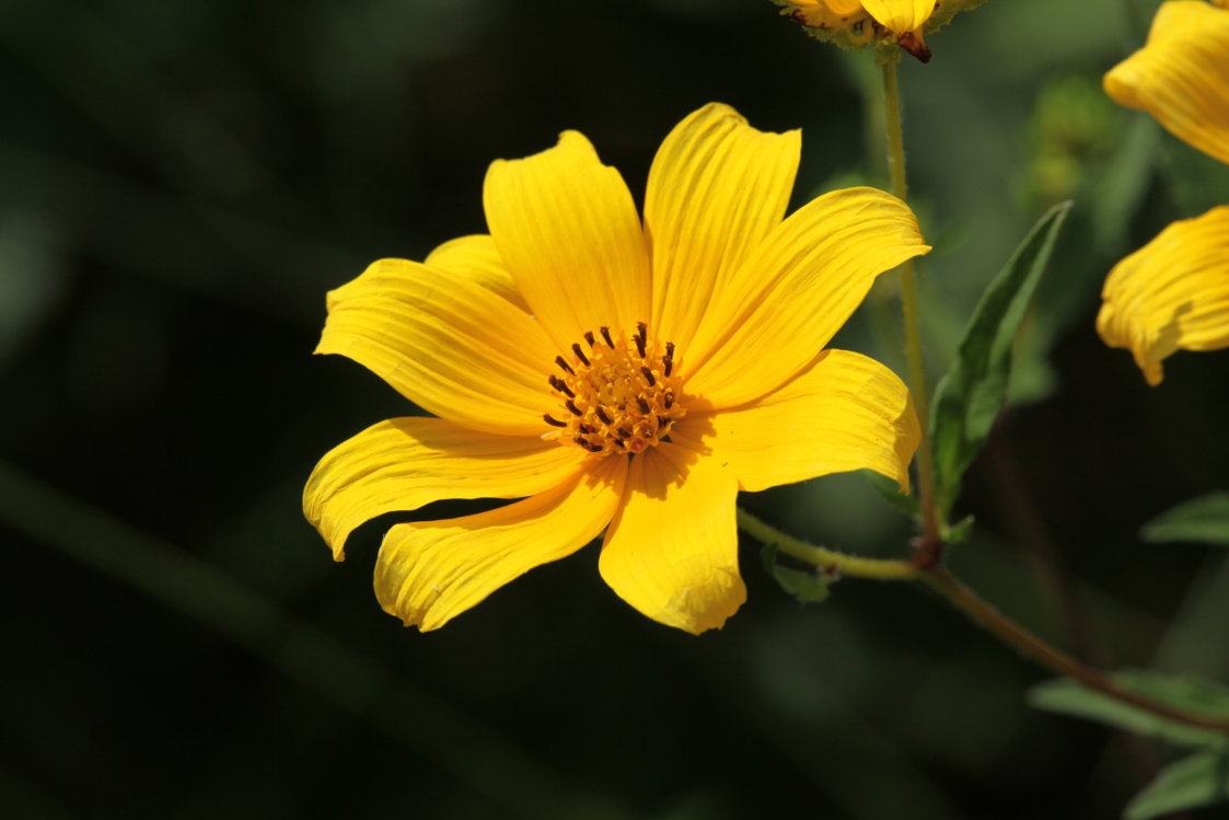 Midwestern Tickseed Sunflower