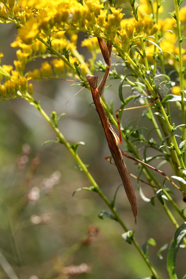 Preying Mantis