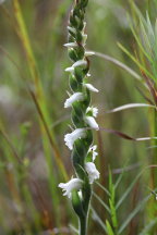 Appalachian Ladies' Tresses