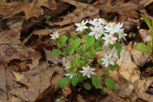 Rue Anemone