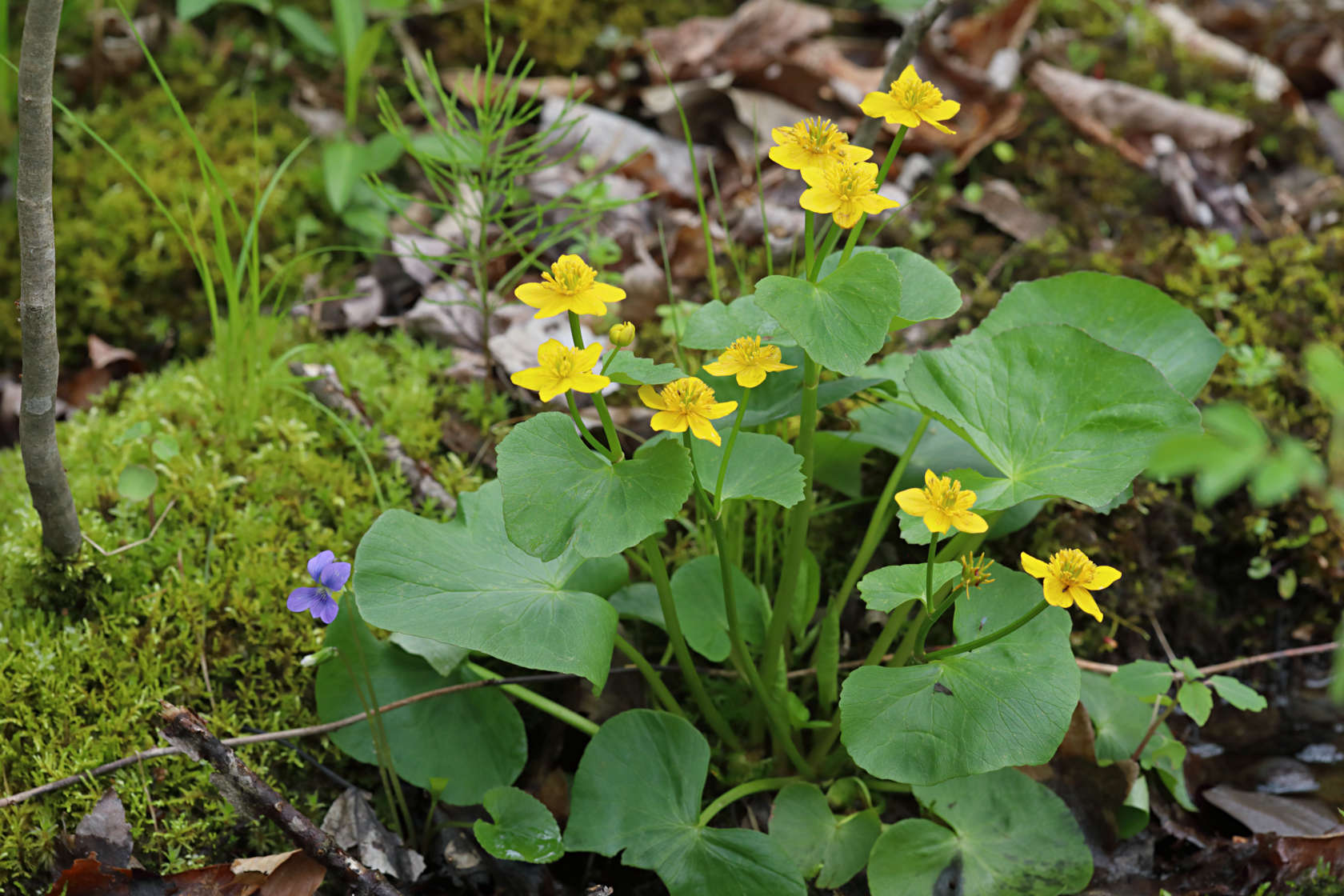 Marsh Marigold