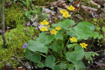 Marsh Marigold