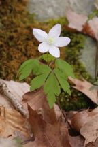 Wood Anemone