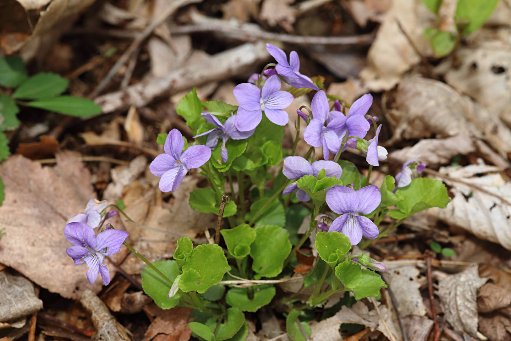 American Dog Violet