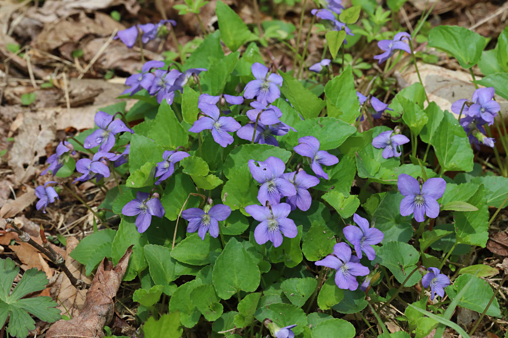 Common Blue Violet