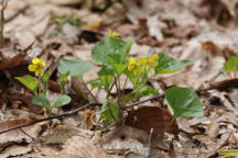 Smooth Yellow Violet