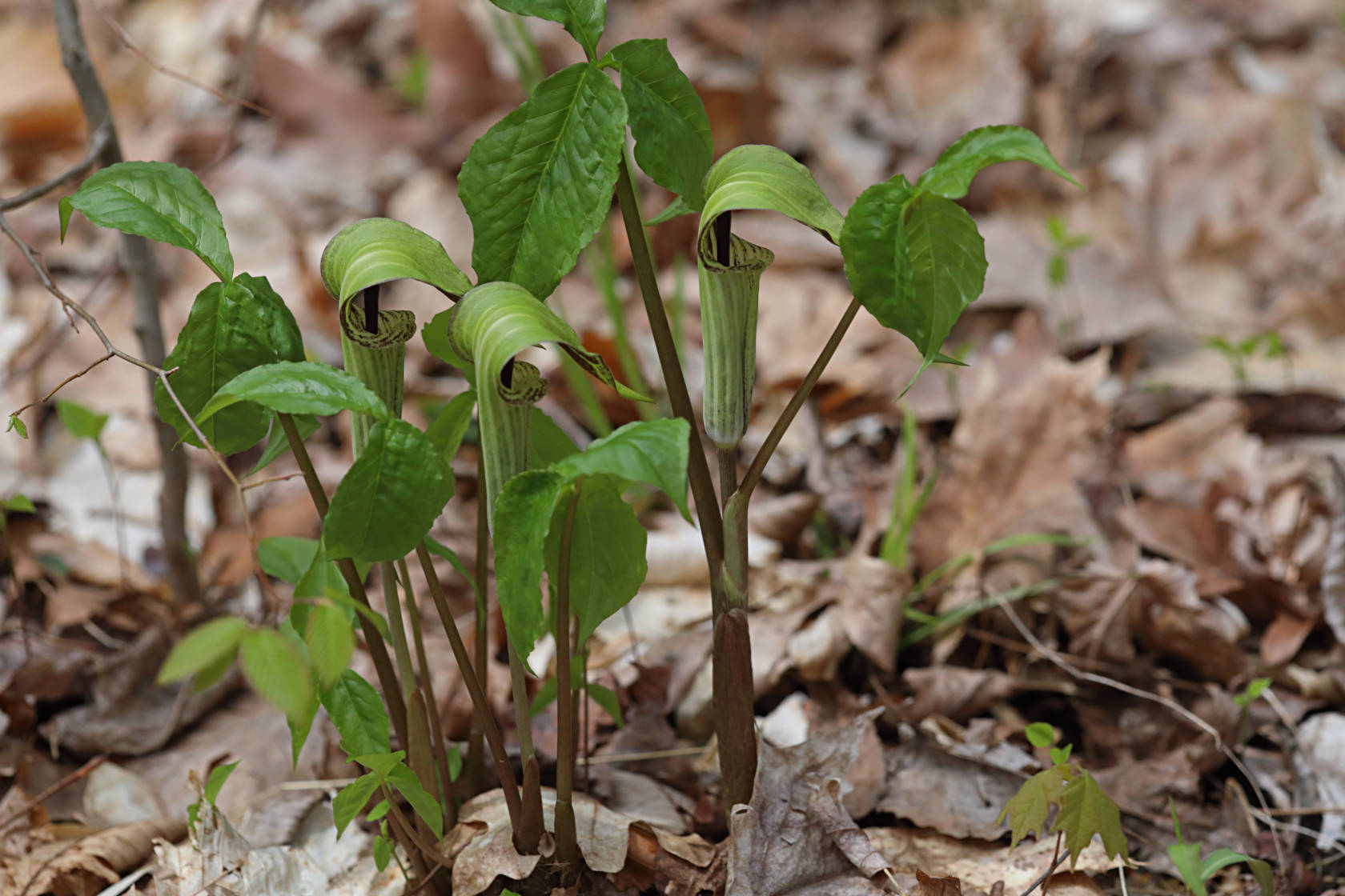 Jack-in-the-Pulpit