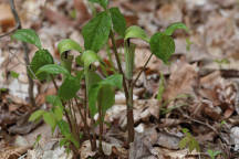 Jack-in-the-Pulpit