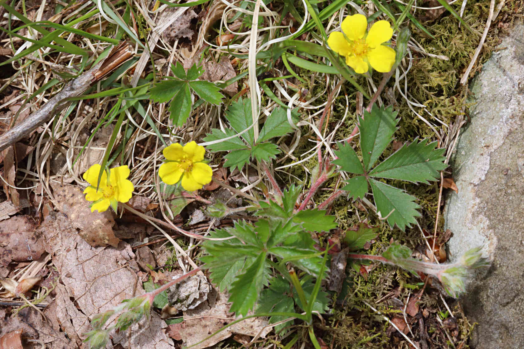 Dwarf Cinquefoil