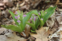 Showy Orchid