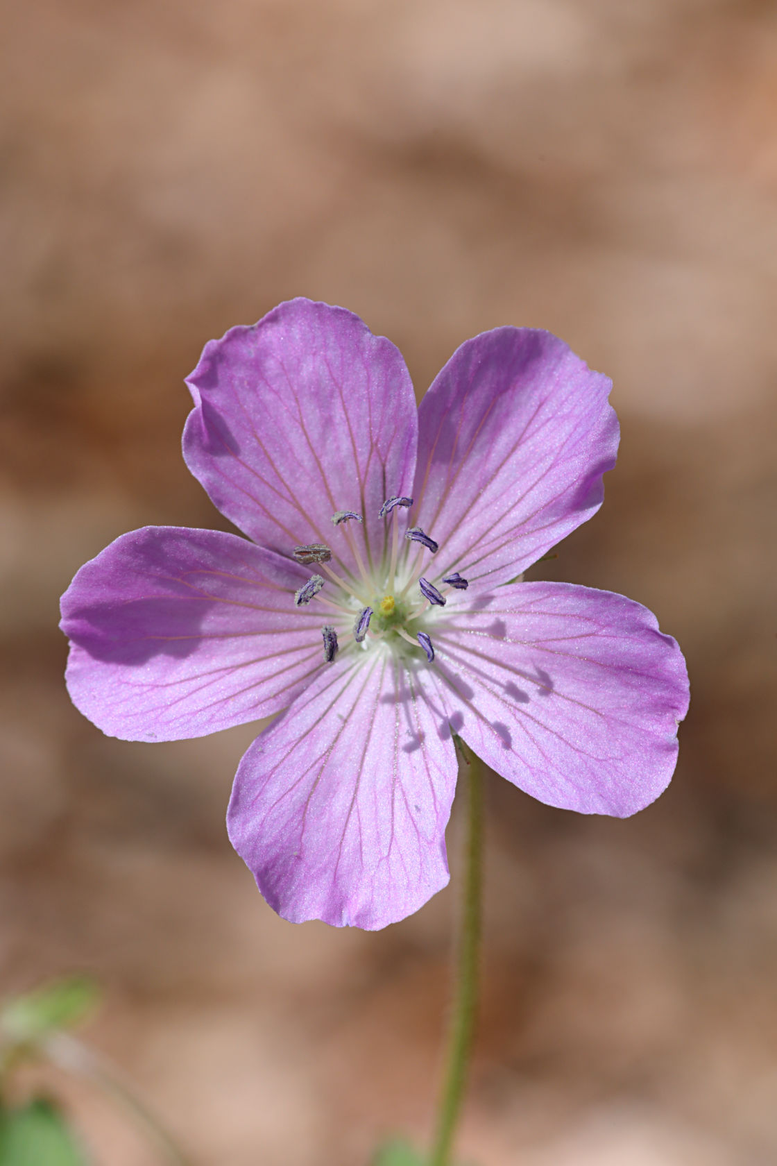 Wild Geranium