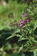 New York Ironweed