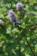 Peppermint