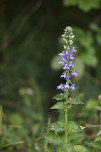 Great Blue Lobelia