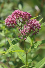 Swamp Milkweed
