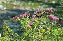 Eastern Tiger Swallowtail Butterfly on Swamp Milkweed