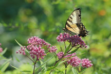 Eastern Tiger Swallowtail Butterfly on Swamp Milkweed