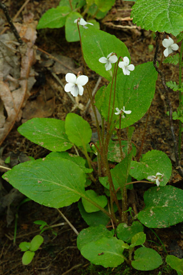 Primrose-Leaved Violet