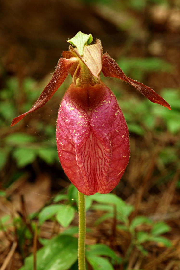 Pink Lady's Slipper