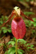 Pink Lady's Slipper