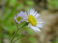 Robin's Plantain